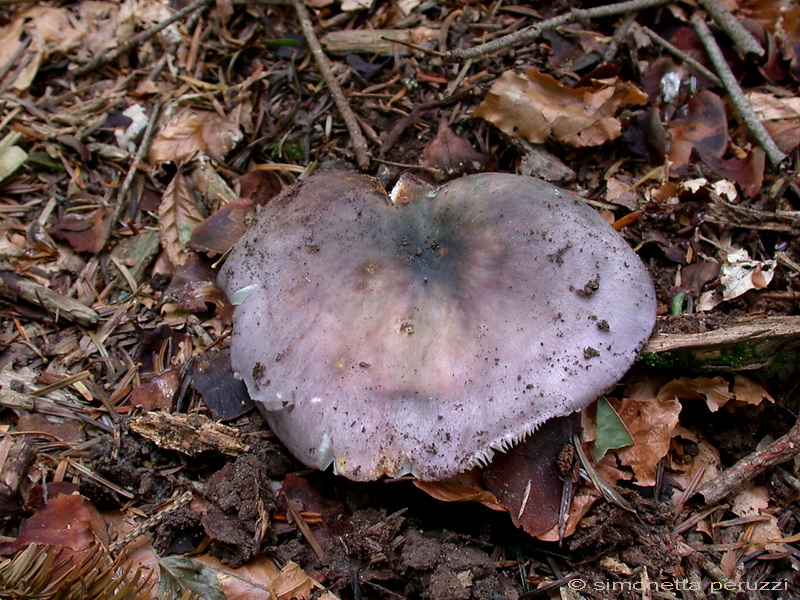 Russula sp.